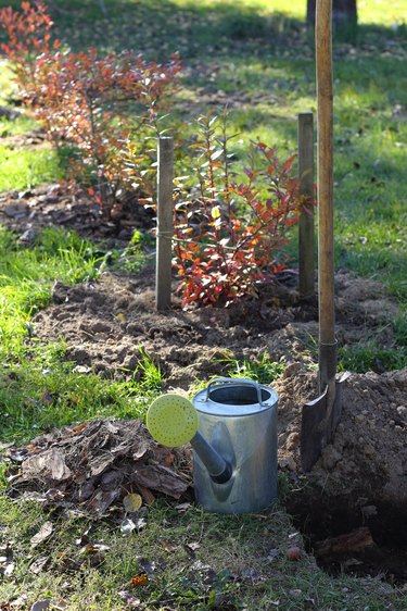 preparation for planting seedlings in the garden