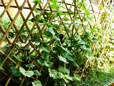 Green cucumbers