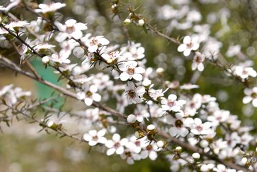 Manuka (Leptospermum scoparium) Tea Tree