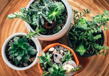 Kitchen windowsill with home plants against window.