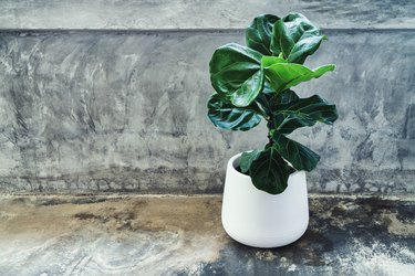 Green leaves of Fiddle Fig or Ficus Lyrata. Fiddle-leaf fig tree the popular ornamental tropical houseplant on gray wall background. Air purifying plants for home. Houseplants with health benefits