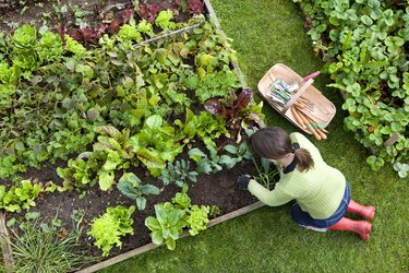 Overhead Shot of Woman Digging in a Vegetable Garden