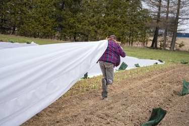 Farmers covering newly planted crops with frost covering to protect them from cold.