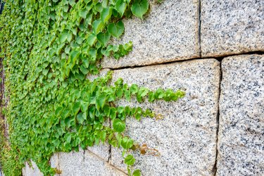 Side shot, Parthenocissus plants grow on a rock wall