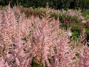 Close-up of the False goatsbeard (Astilbe x arendsii) 'Erica' flowering with pale heather pink flowers held in open, narrow plumes in summer