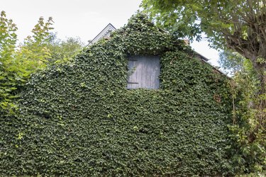Low Angle View Of Ivy On Building