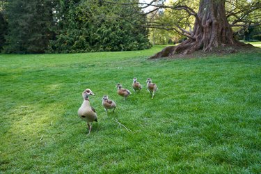 Waterbird family egyptian geese (Alopochen aegyptiacus, Nilgans) on a green meadow before a old monumental tree stem. Animals walking. Spring time. Side view.