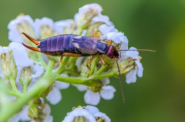 An unusual insect named earwig with two thorns on the end of the trunk sits on a white flower