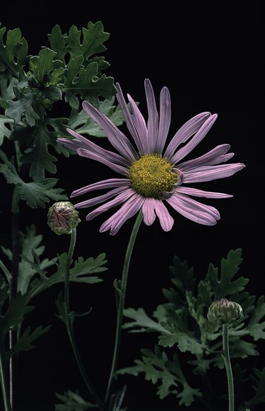 Chrysanthemum rubellum 'Clara Curtis' (Korean chrysanthemum)