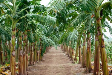 Banana plantation, Vietnam