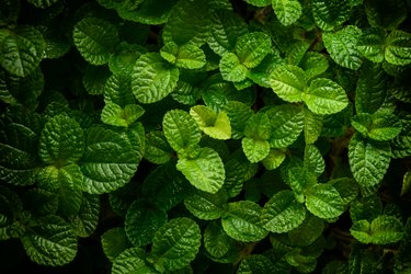 Full Frame Shot Of Mint Leaves