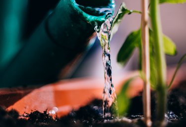 Watering a plant.