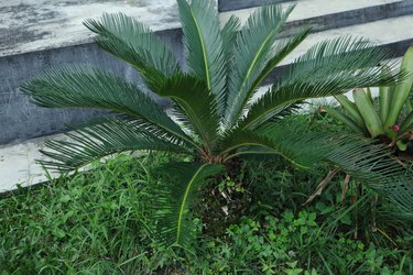 the cycas