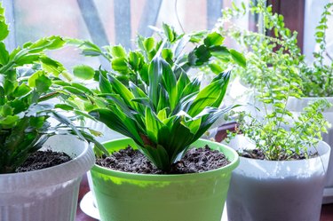 Home plant Aspidistra