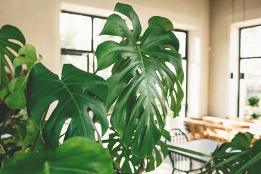 Close up of leaves of monstera plant