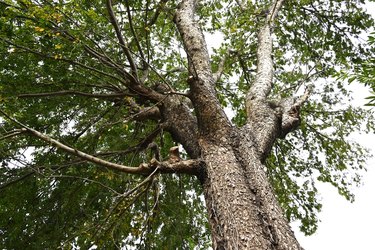 Lace bark elm / Chinese elm ( Ulmus parvifolia)