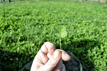 Hand Holding Clover Growing On Field