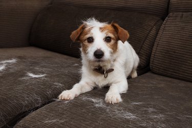 Jack Russell dog shedding hair on couch
