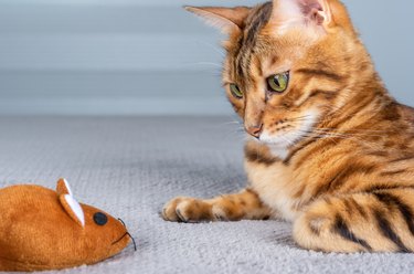 A domestic Bengal cat gazes intently at a toy brown mouse.