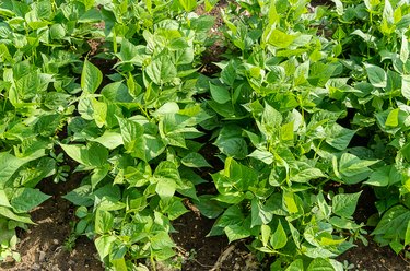 Plantation of biologic green beans in a sunny day