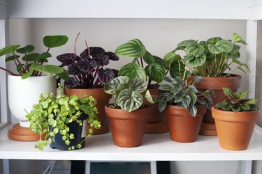 Indoor houseplants