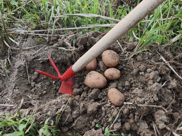 Vegetables from overgrown organic garden