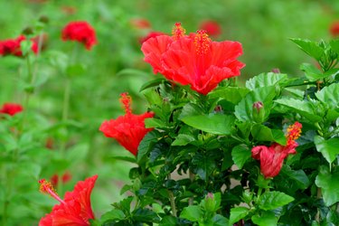 Hibiscus Flower