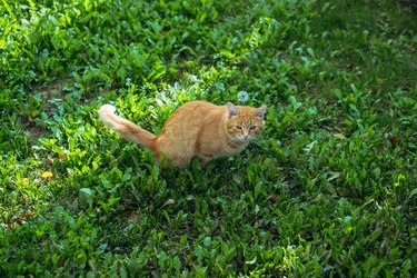 Restroom. A ginger cat goes to the toilet on a green lawn.