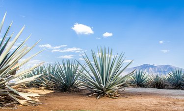 Agave Tequila landscape