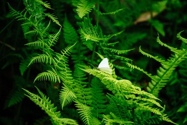 Wide angle view of a white butterfly on a fern leaf