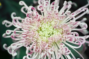 Beautiful chrysanthemum in garden