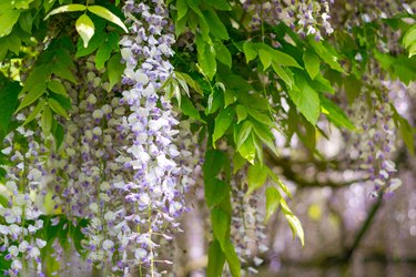 Blooming branch of wisteria in spring