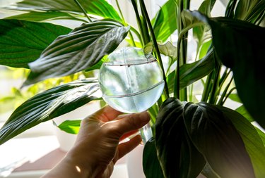 Person hand insert round transparent self watering device globe inside potted peace lilies Spathiphyllum plant soil in home interior indoors, keeps plants hydrated during vacation period inside home.