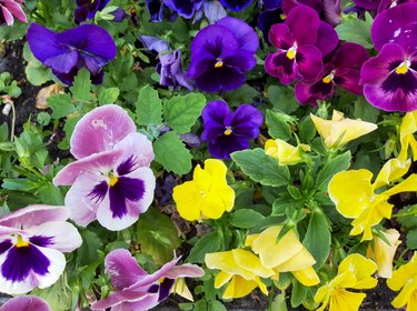 Pansy flowers in the flowerbed. Flower background
