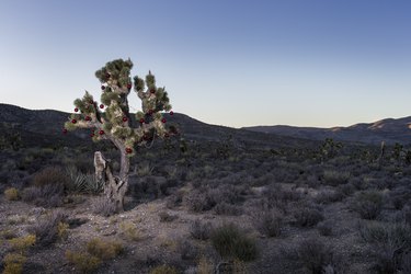 Joshua Tree with Christmas decoration