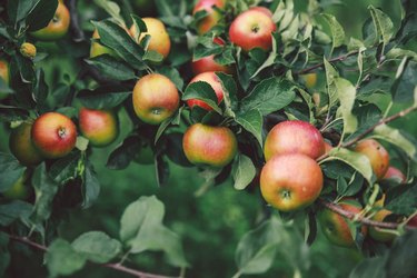 Close-Up Of Apples Growing On Tree