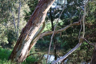 eucalyptus tree on river bank in morning light