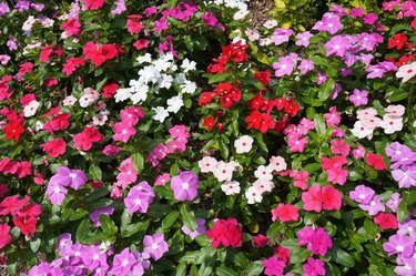 Summer Impatiens Flowers