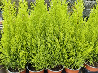 Cupressus macrocarpa 'Goldcrest'