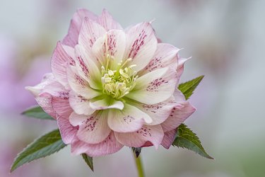 Close-up image of the spring flowering pink Hellebore flower, also known as the Lenten or Christmas rose