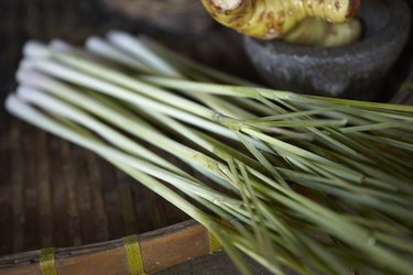 Lemongrass (Cymbopogon)