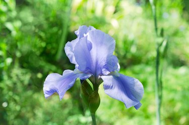 Blue iris flower, on a blurry green natural background. The concept of blooming summer