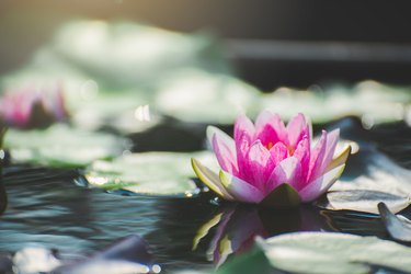 pink lotus flower blossom or water lily blooming in pond with sunlight in garden outdoor nature.