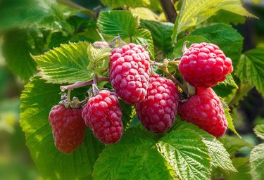 Ripe raspberry in the fruit garden. Growing Organic Berries closeup.