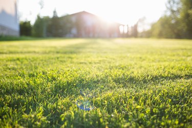 green lawn at home. On a Sunny summer day.