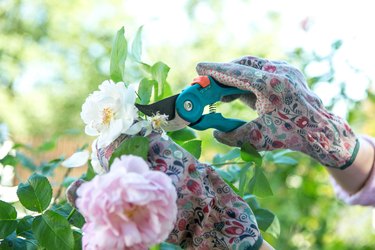 Gardener pruning roses.