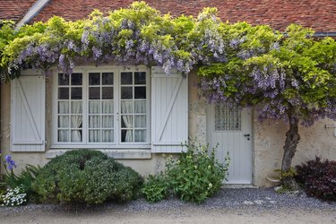 Wisteria in full bloom surrounds the front of a house in Saint-Dye-Sur-Loire, France. This small village is found on the edge of the Loire river.