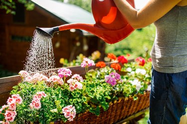 Gardening In Backyard