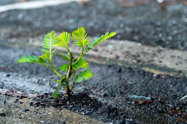 Trees that grew and grew from the cracks of the road.