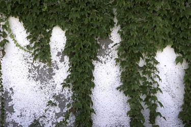 VIRGINIA CREEPER ON WALL